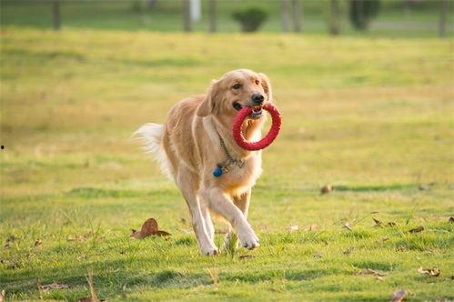 柯基最新爆料视频大全集,视频大全集精彩瞬间回顾 第3张 柯基最新爆料视频大全集,视频大全集精彩瞬间回顾 第3张